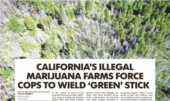  ?? TREVOR HUGHES, USA TODAY ?? Emeraldgre­en marijuana plants stand out against other vegetation in Humboldt County, Calif. These marijuana plants have been illegally planted on U.S. Forest Service land. Left, Sheriff ’s Deputy Kyle Holt sizes up crops from the air.