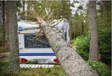  ?? JEANETTE ÖSTMAN/SPT
FOTO: ?? Stormen Aila fällde träd över husvagnar vid campingpla­tsen i Fäboda i Jakobstad mellan den 16 och 17 september.