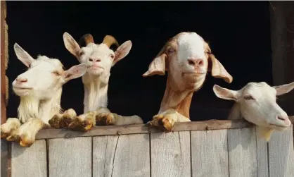  ??  ?? Gulspor: signing goats ‘makes sense’. Photograph: Marija Brankovic/Getty Images/EyeEm