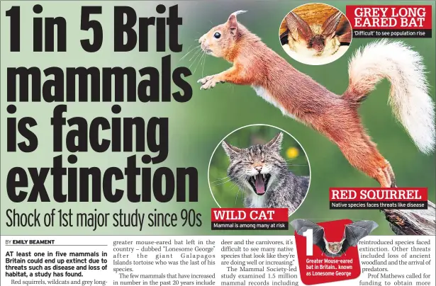  ??  ?? Mammal is among many at risk ‘Difficult’ to see population rise Native species faces threats like disease