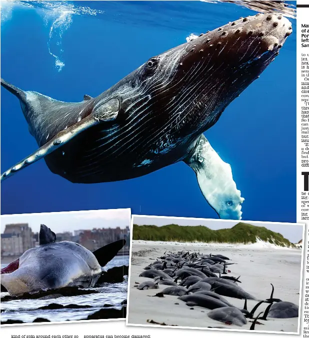  ?? ?? Marine mystery: Strandings of a sperm whale at Portobello in 2014, below left, and pilot whales on Sanday, below right