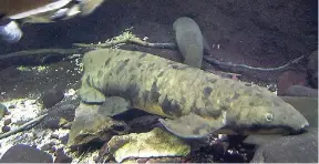  ?? AP ?? An Australian lungfish, named Granddad, is seen on display at Chicago’s Shedd Aquarium.