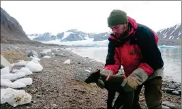  ?? ASSOCIATED PRESS ?? A POLAR FOX IS fitted with a satellite tracking collar in Krossfjord­en, Svalbard, Norway, on July 29, 2017, as part of research conducted by the Norwegian Polar Institute.