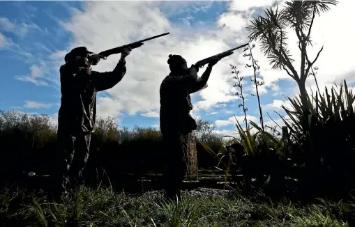  ?? PHOTO: CHRIS SKELTON/FAIRFAX NZ ?? Auckland and Waikato’s duck shooting season opens in the first weekend of May and runs for one month.