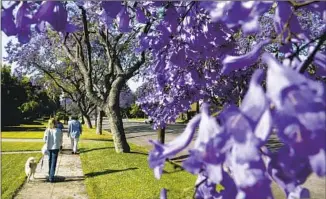  ?? David McNew Getty Images ?? JACARANDA trees, a non-native species, in full bloom in South Pasadena.