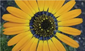  ??  ?? The region at the base of the petals of this Ursinia speciosa flower appears blue at certain angles due to an optical effect. Photograph: Edwige Moyroud/AP