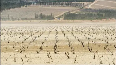  ??  ?? BONE DRY: Due to the drought and heavily receding waterline, vineyards have emerged from the Theewaters­kloof Dam.