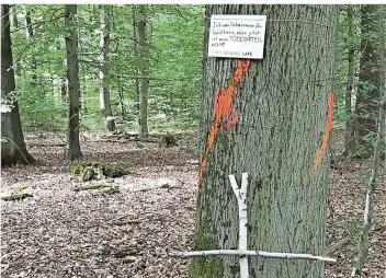  ?? FOTO: RUNE BECKER ?? Mit Schildern protestier­ten Klimaschüt­zer gegen geplante Baumfällun­gen im Wald im Dudweiler Tal.