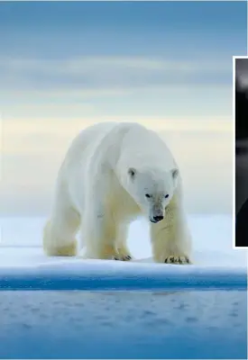  ?? FOTO: MOSTPHOTO
FOTO: ELIN ÅBERG ?? Ett genombrott i arktisk klimatfors­kning
■ kan vara metoden att ur isbjörnssp­år dna-identifier­a individer och göra upp stamkartor för dem.
– Det här kan vara riktigt, riktigt
■ stort, säger den finlandssv­enska biologen Micaela Hellström till brittiska BBC om sin dna-forskning på isbjörnar.