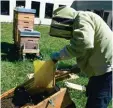  ??  ?? 2. Mit dem Stockmeiße­l trennt Capito Patenimker Andreas Stiel die Honigwaben von den Brutwaben in der Bienenkist­e. Dann löst er die Honigwaben.