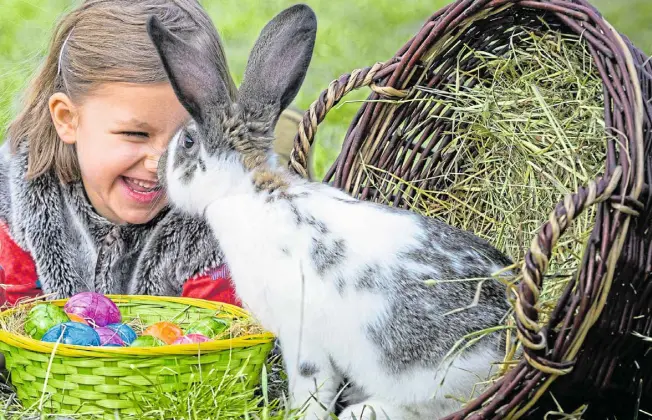  ?? Foto: dpa/p Pleul ?? In Ermangelun­g eines echten Osterhasen muss ein Hauskaninc­hen die Hasenrolle auf dem Osterfoto übernehmen und an dem Kind schnuppern.