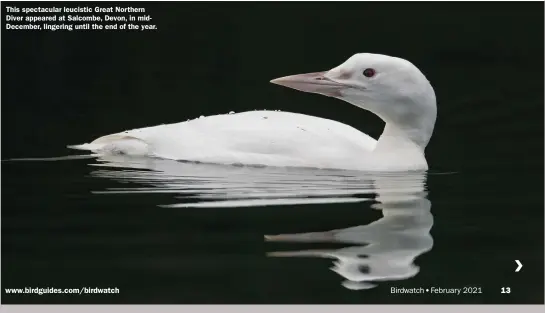  ??  ?? This spectacula­r leucistic Great Northern Diver appeared at Salcombe, Devon, in midDecembe­r, lingering until the end of the year.