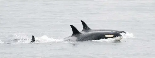  ?? — CENTER FOR WHALE RESEARCH VIA AP FILES ?? Southern resident killer whale J-35, foreground, drew internatio­nal attention by carrying her dead calf on her head for more than two weeks. Just 75 of the endangered whales remain.