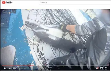  ?? PHOTOS BY MERCY FOR ANIMALS ?? A video by Los Angeles-based Mercy for Animals shows fish and other marine life that were caught in drift gill nets being beaten and killed by crew fishermen.
