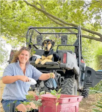  ??  ?? Under the watchful eye of her dog Jack, Sophia Hunt prepares oak seedlings for planting on the farm that’s been in her family for more than 100 years.