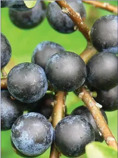  ??  ?? Sloes, the large bluish-black fruits of the Blackthorn have a dense, waxy bloom