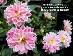  ??  ?? These dahlias were given a second chance – they’ve come up trumps!