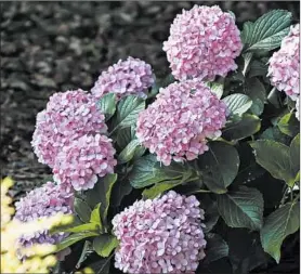  ?? NORMAN WINTER PHOTOS ?? Big Daddy hydrangea is part of the Southern Living Plant Collection and produces enormous flowers on plants that will reach 5 to 6 feet tall and wide.