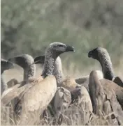  ?? > Photo: Endangered Wildlife Trust ?? White-backed vultures.