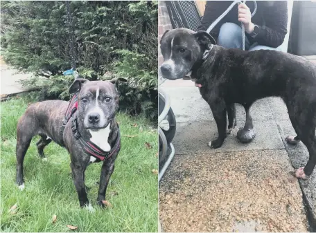  ??  ?? The dog was found abandoned in Houghton-le-Spring with large tumours, right. Below, Emma Stainthorp­e, from the RSPCA.