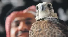  ?? AFP ?? A falcon on display at a Middle Eastern hunting show