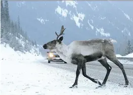  ?? MATT THOMPSON/WILDSIGHT ?? Mountain caribou at Kootenay Pass on Highway 3 often feed on roadside salt in the area.