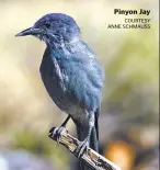  ??  ?? Pinyon Jay COUTESY ANNE SCHMAUSS