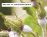  ??  ?? Beware of powdery mildew