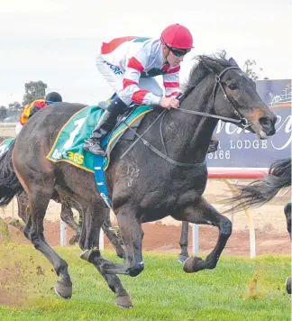  ?? Picture: ROSS HOLBURT ?? Miss Siska will race in the Hollindale Stakes at the Gold Coast Turf Club.