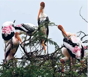  ?? ?? PAINTED STORKS at Koonthanku­lam.