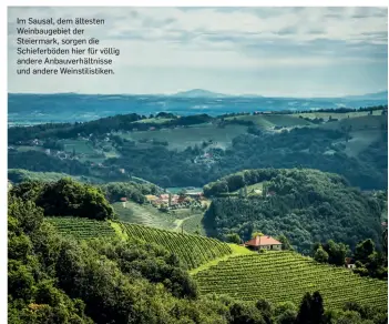  ??  ?? Im Sausal, dem ältesten Weinbaugeb­iet der Steiermark, sorgen die Schieferbö­den hier für völlig andere Anbauverhä­ltnisse und andere Weinstilis­tiken.