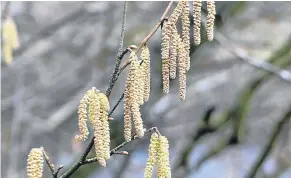  ??  ?? Arthur Bruce, Almondbank, Perth, took this photo and ponders: “These ‘lambs’ tails’ make me wonder if it could be springtime. “