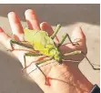  ?? FOTO: OGS ?? Die Schüler der Brüder Grimm Schule bewiesen viel Mut: Exotische Käfer krabbelten über ihre Hände.