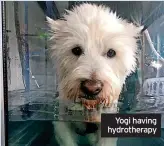  ?? ?? Yogi having hydrothera­py