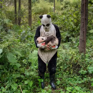  ??  ?? Above: A panda keeper does a health check on the cub of giant panda Xi Mei at Wolong Nature Reserve in Sichuan province, China.