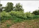  ?? CONTRIBUTE­D ?? LEFT: Poison hemlock stem and flowers; note the purple blotches on stem. RIGHT: Poison hemlock can be found in masses in fields or disturbed areas.