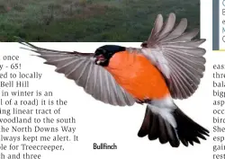  ??  ?? Bullfinch