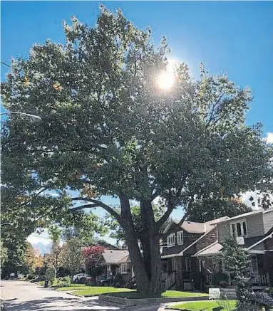  ?? JULIE HAGAN ?? This northern red oak tree on Avalon Blvd. in Scarboroug­h has seen a lot in its long life.