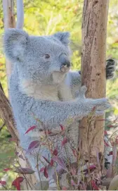  ?? ?? Brumby is one of two koalas debuting at Brookfield Zoo Chicago during Memorial Day weekend.