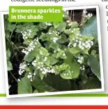  ??  ?? Brunnera sparkles in the shade