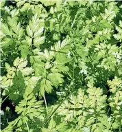  ??  ?? Parsley is a favourite herb that is very versatile as well as being easy to grow.