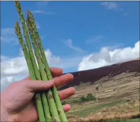  ??  ?? Asparagus grown on Arran.