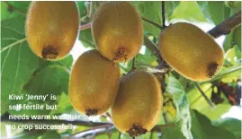  ??  ?? Kiwi ‘Jenny’ is self-fertile but needs warm weather to crop successful­ly