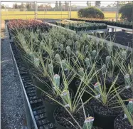  ?? CONTRIBUTE­D PHOTO ?? Monache High School FFA is having a plant sale today at the school.