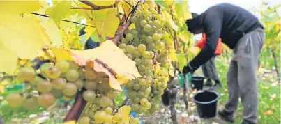  ?? Picture: PA. ?? There could be a 10% fall in the number of foreign seasonal workers on UK farms this year, according to recruitmen­t firm Concordia.