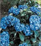  ??  ?? Let’s Dance Rave hydrangea from Proven Winners produces intensely colored blooms.