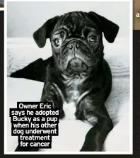  ?? ?? Owner Eric says he adopted Bucky as a pup when his other dog underwent treatment for cancer