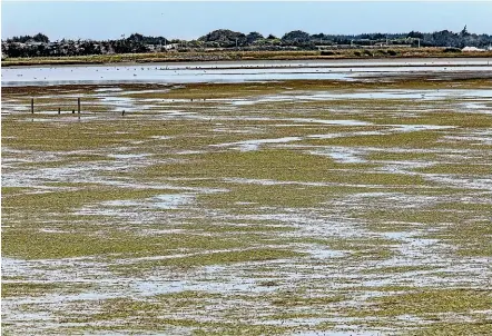  ?? FISH & GAME NZ ?? Over 428 hectares of the New River estuary has died in the past 17 years harming the habitat available for aquatic life.