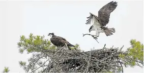  ?? ?? A pair of ospreys work together to rebuild their nest.