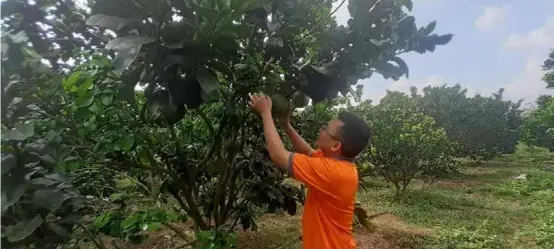  ?? VNA/VNS Photo Hoàng Nhị ?? A grapefruit orchard is planted under organic standards in Sông Xoài Commune in Bà Rịa – Vũng Tàu Province’s Phú Mỹ Town.